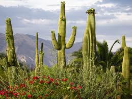 Le cactus Saguaro